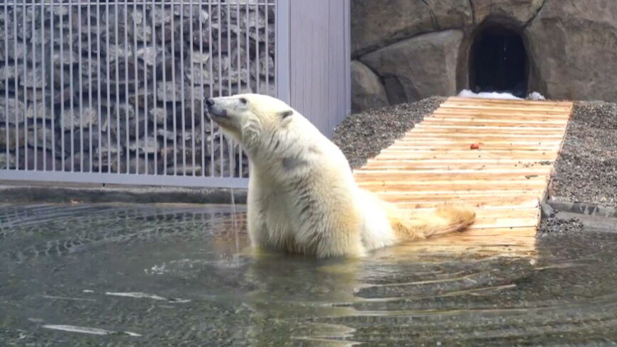 Медведь Диксон умер в Московском зоопарке
