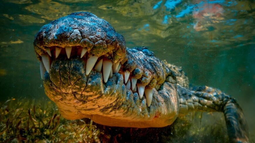 У крокодилов нашли уникальный механизм защиты от инфекций