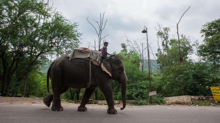 Священного слона заменили на его механическую копию в одном из храмов Индии