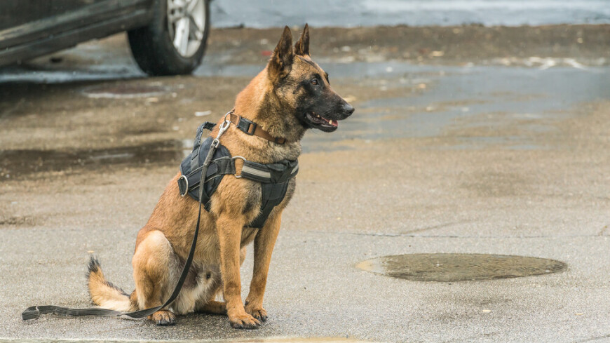 Служебная собака помогла полицейским найти грабителя на Кубани