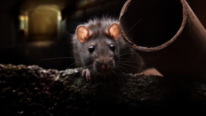Крысы в Нью-Йорке могут быть переносчиками COVID-19