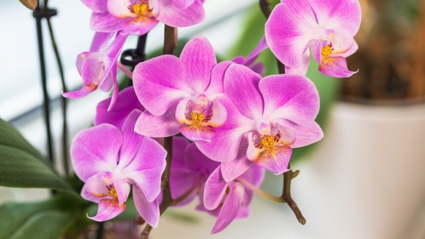 Цветовод дала советы по правильному уходу за орхидеями