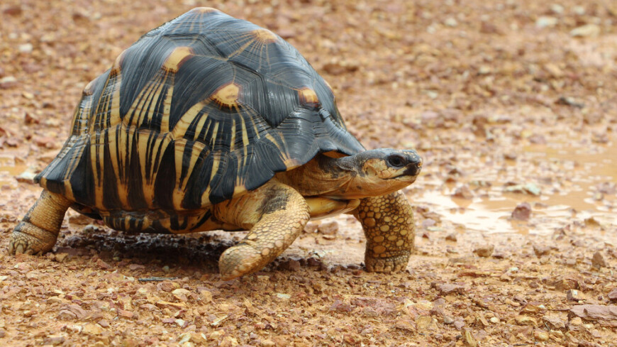 Детеныш редчайшей лучистой черепахи впервые появился на свет в Московском зоопарке