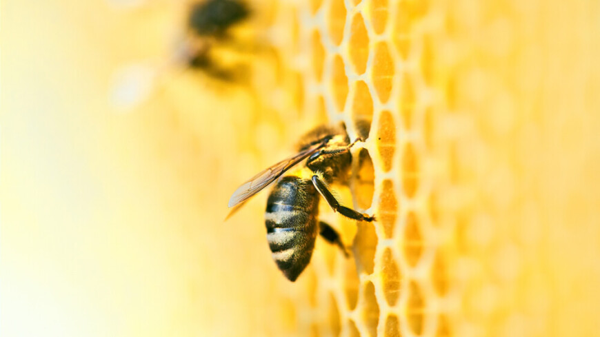 Ученые разработали роботизированные соты для предотвращения гибели пчел