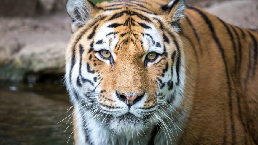 Двое тигров сбежали из сафари-парка в американской Джорджии