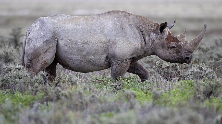 Детеныш редкого черного носорога родился в чешском зоопарке