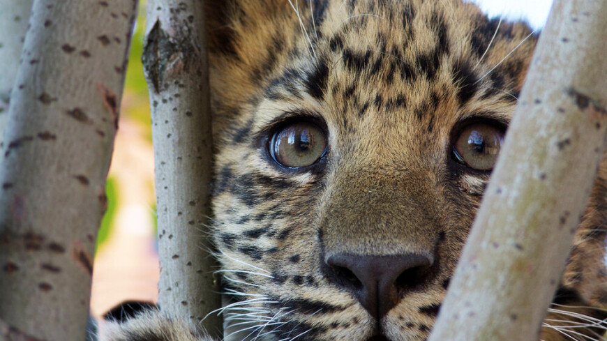 Спасенный леопард отработал навыки хищника на дереве