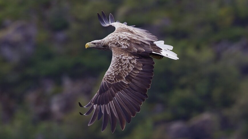 Орлана-белохвоста с поврежденным крылом спасли на Сахалине