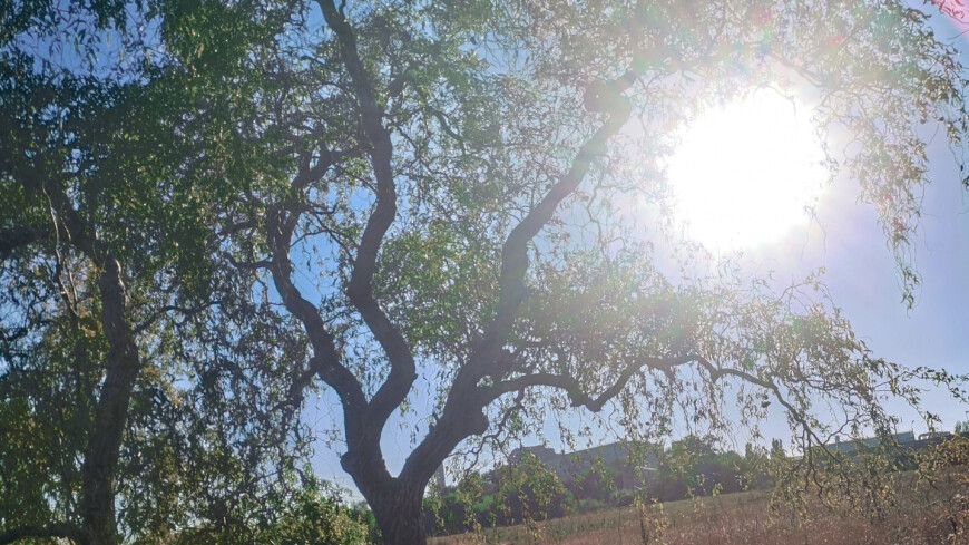 солнце, солнечные лучи, дерево