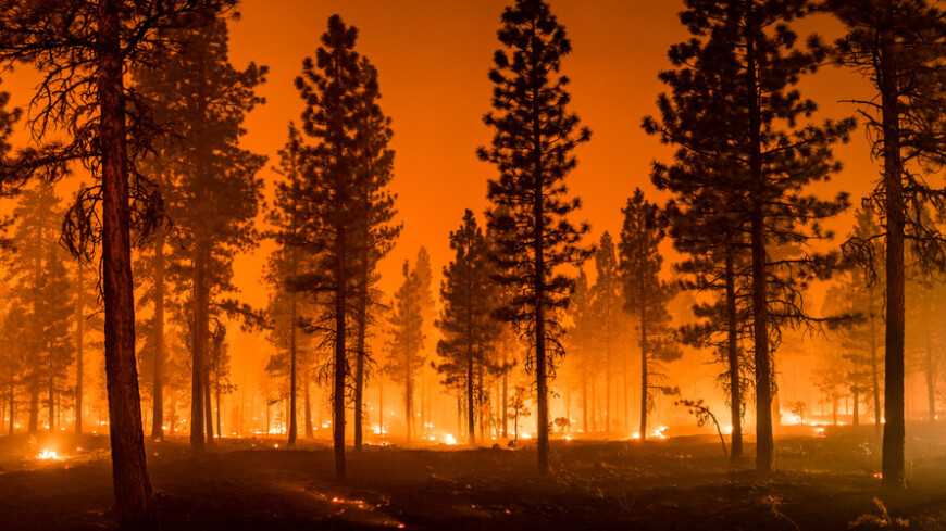 Уникальный хвойный лес пожарные пытаются потушить в горах Дагестана