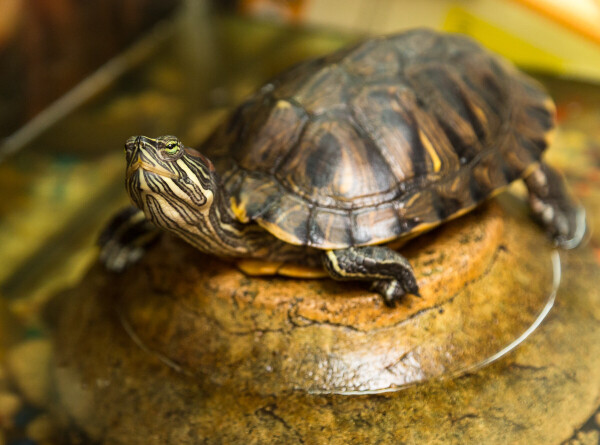 Экологи выпустили 20 тысяч детенышей черепах в реку Ориноко в Венесуэле