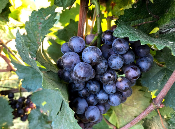 Ученые: три порции винограда в день улучшают здоровье кишечника