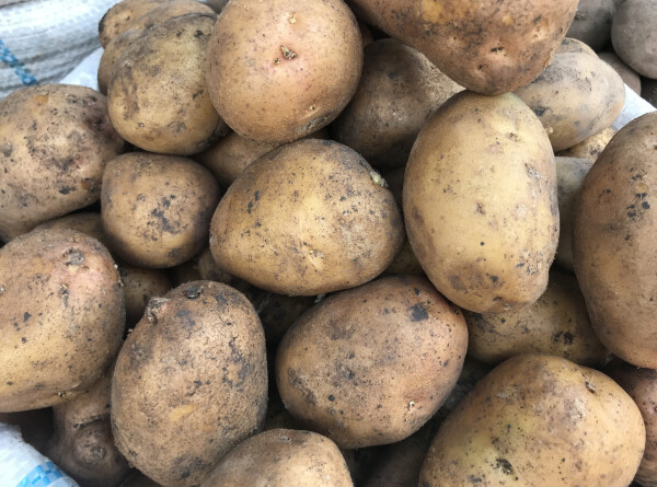 Раннеспелый картофель собирают на юге Кыргызстана