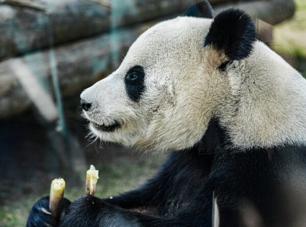 Панда-дипломат Я Я вернулась в Китай после 20 лет в США