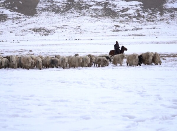Среди гор и волков: как в Кыргызстане разводят белых яков