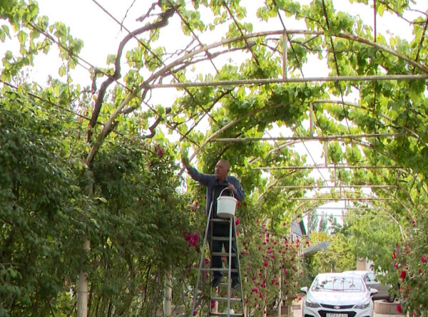 Сезон заготовки виноградных листьев для долмы стартовал в Азербайджане