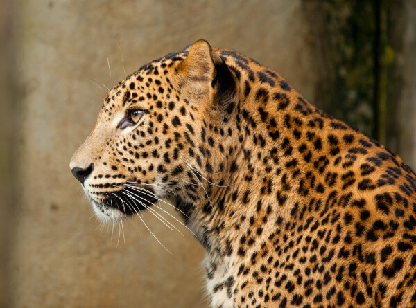 Спасенный год назад дальневосточный леопард стал хозяином Уссурийского заповедника