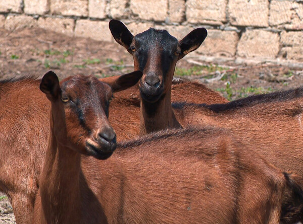 В Азербайджане разведение коз стало одним из самых перспективных направлений в животноводстве