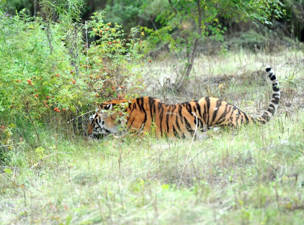 Нападение амурского тигра в Приморье: несколько версий случившегося
