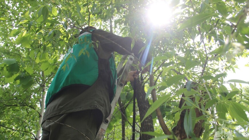 Фотоловушки против поджигателей леса установили в Хабаровском крае