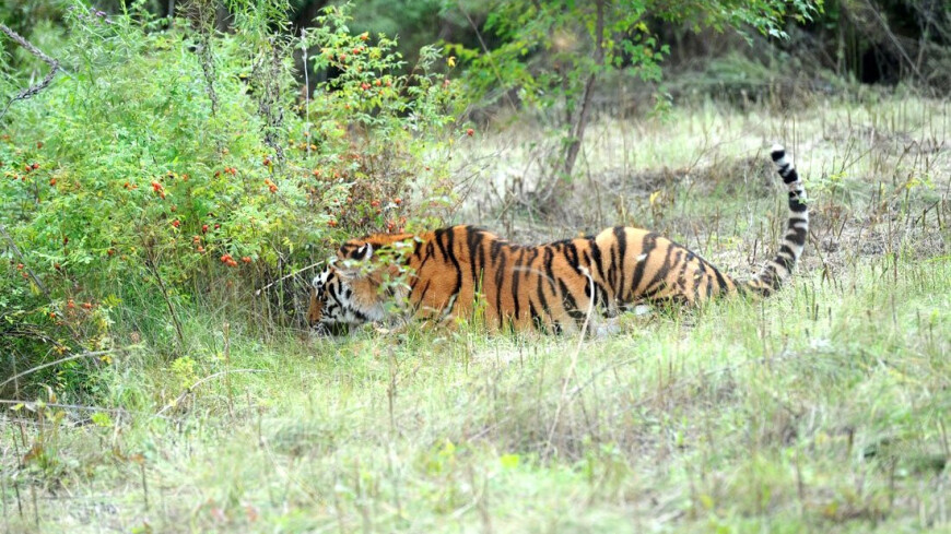 Фото: &quot;Сайт президента РФ&quot;:http://kremlin.ru/, животные, тигр, тигры, тигра, животное