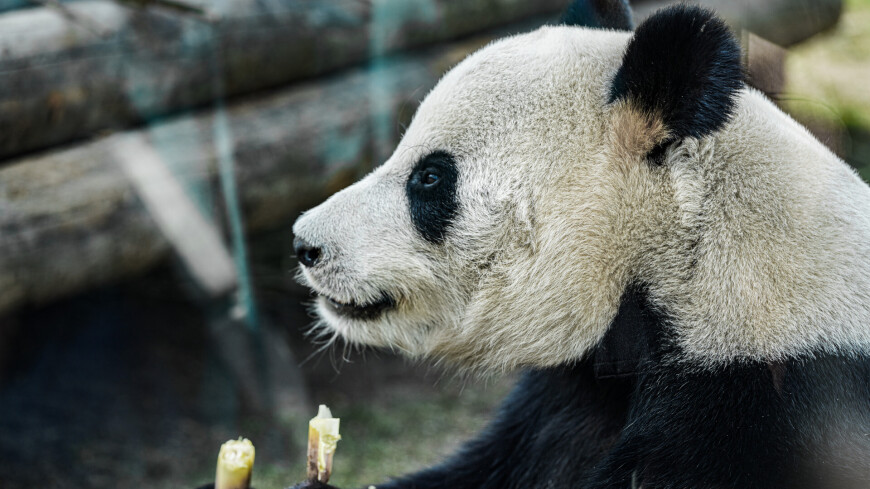 Московский зоопарк, животные, звери, медведи, панды, панда, бамбук