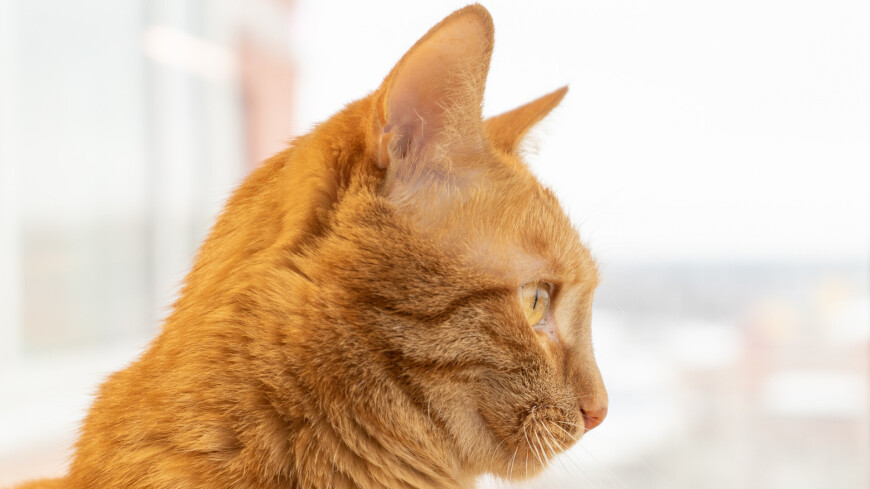 домашний питомец, домашние питомцы, кот на окне, кошка на окне, окно, рыжий кот, рыжая кошка, рыжие кошки, рыжие коты, котики, домашние животные,