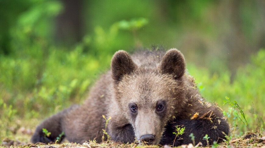 Трехмесячного медвежонка-сироту нашел в лесу пермский рыбак