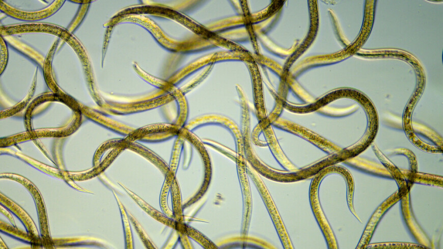 Ученые обнаружили в круглых червях гены молодости