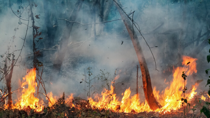 Лесной пожар охватил 360 гектаров труднодоступной местности в Бурятии