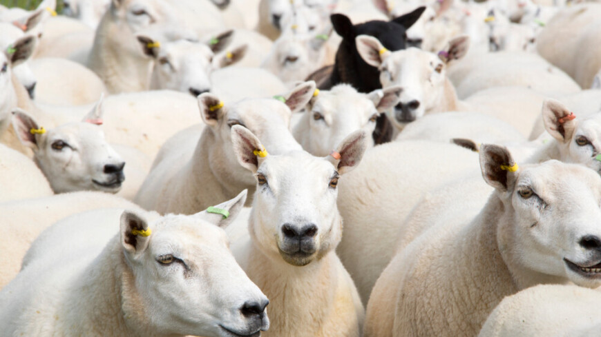 Численность овец в Новой Зеландии сократилась до минимума за 170 лет
