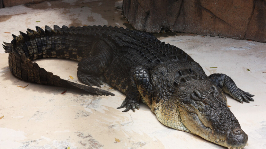 Фото: Елена Карташова, &quot;«Мир24»&quot;:http://mir24.tv/, крокодилы, рептилии, крокодил
