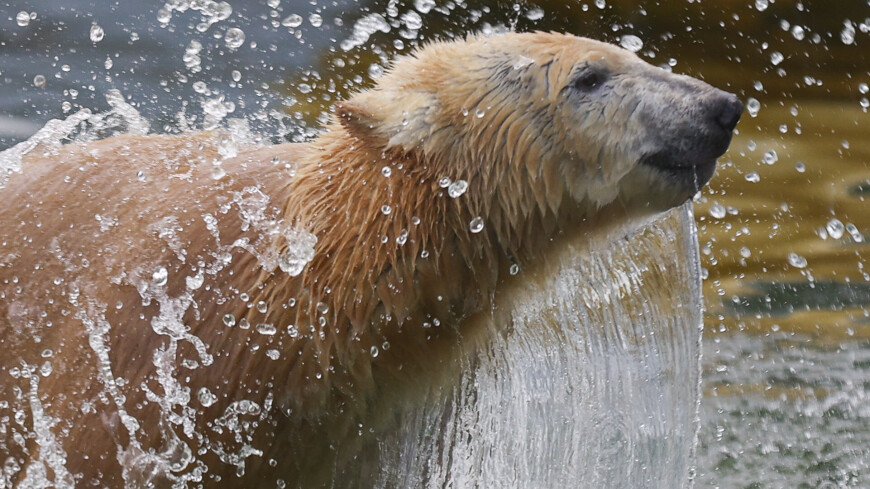 Медведица Айка прошла карантин и предстанет перед гостями Московского зоопарка
