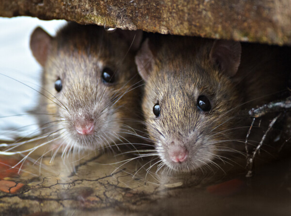 Крысы захватили школы в Марселе