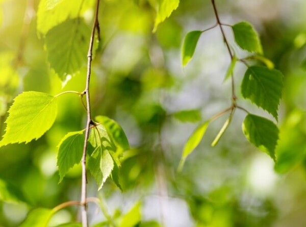 Ученые создали полупроводники из березовых листьев