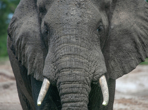 Самая грустная слониха в мире умерла в зоопарке Манилы