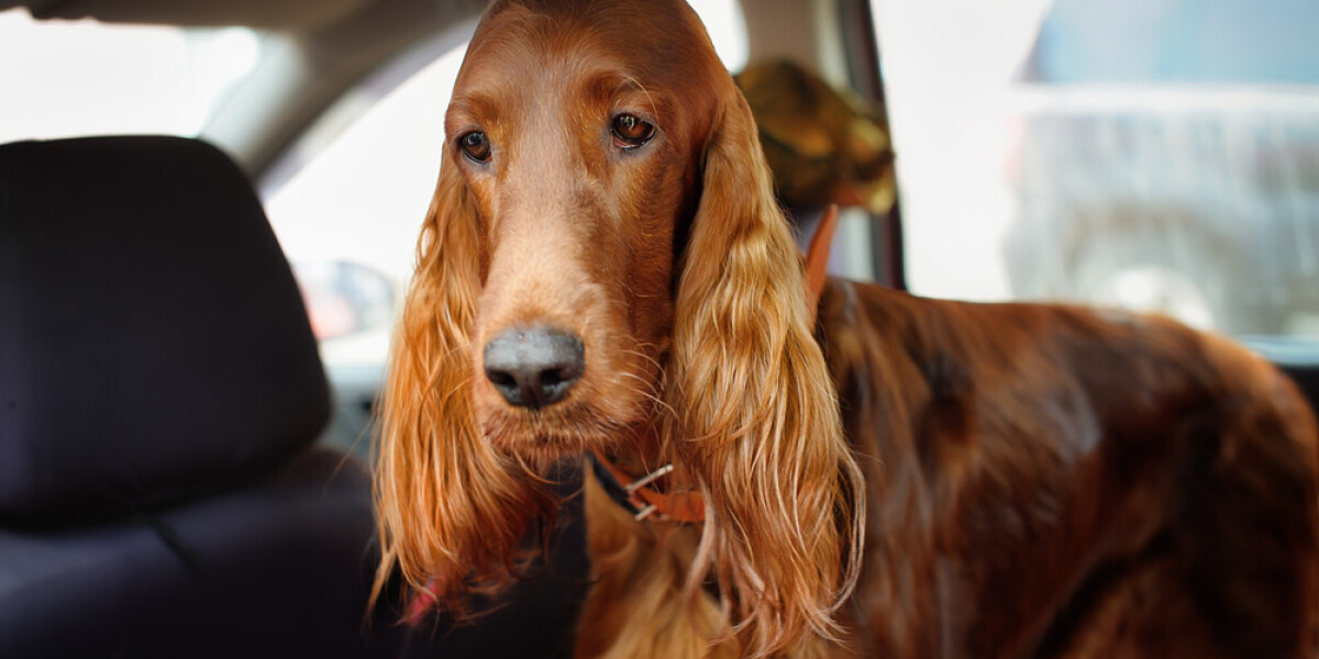 Собака за рулем. Irish Red Setter. Car Sickness.