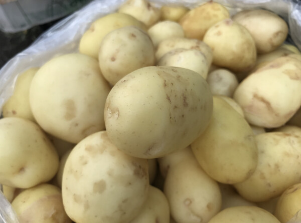 Ученые вывели идеальные сорта картофеля и сои для Сибири