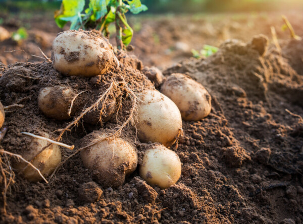 Более половины урожая картофеля убрали в Беларуси