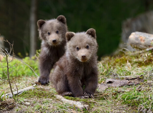 Двух  медвежат, зашедших в поселок, вернули в заповедник в Узбекистане
