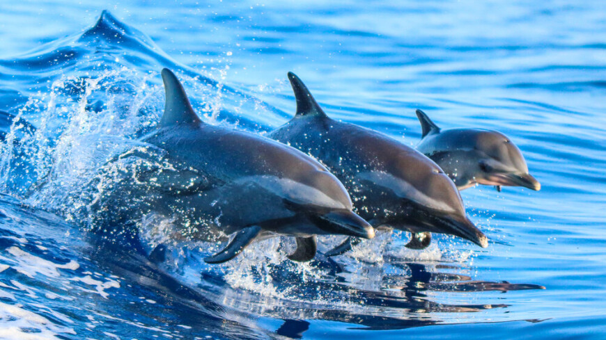 Дельфины приплыли на пляж в Анапе