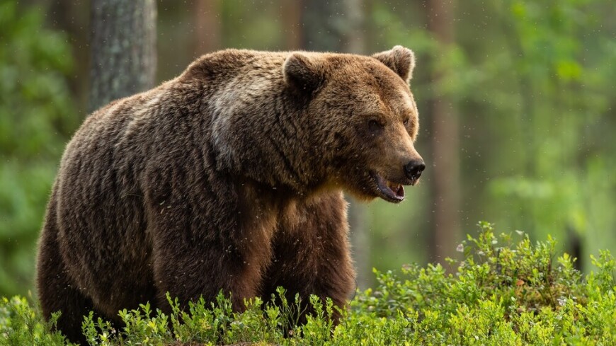 Жители Лесозаводска приняли медведя за аниматора