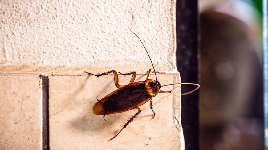 О том, как бороться с тараканами, рассказал ученый