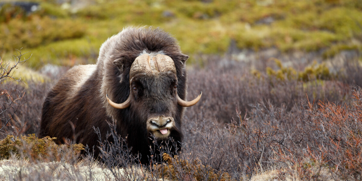 Животные норвегии овцебык пума какие. Овцебык в Норвегии. Парка Musk Ox.