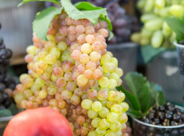 Сбор урожая винограда, абрикосов и персиков начался в Беларуси