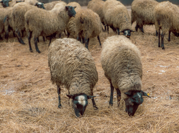 Стадо овец съело 100 килограммов конопли в Греции