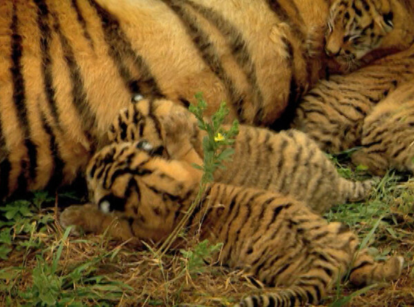 Амурская тигрица принесла потомство в пятый раз