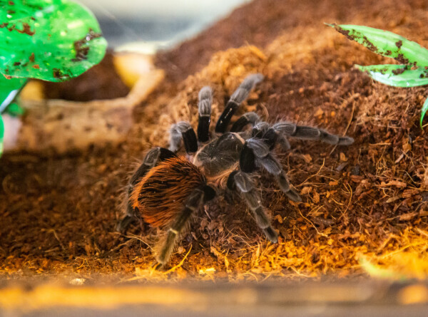 Гигантского паука возрастом 16 миллионов лет нашли в Австралии