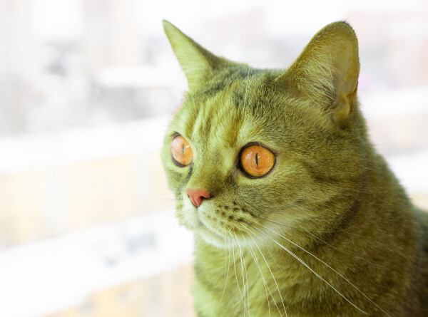 Кота зеленого цвета нашли в Беларуси