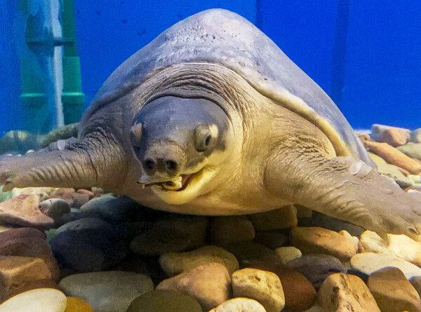 Черепаху с пятачком впервые показали в зоопарке Санкт-Петербурга